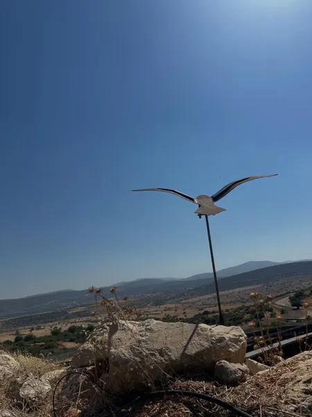 מה צריך בשביל לעוף?